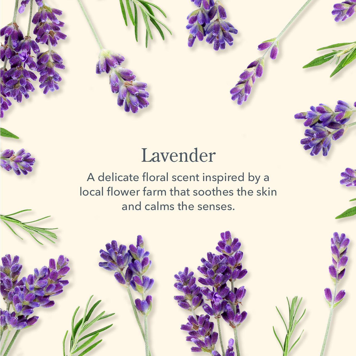 Lavender Goat Milk Lotion