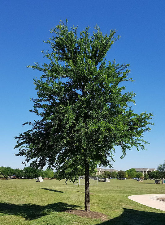 Cedar Elm Tree