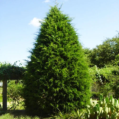 Eastern Red Cedar