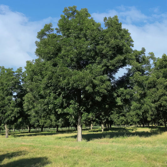 Pecan Tree